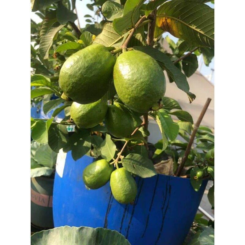 Cây ổi Đài Loan Lê