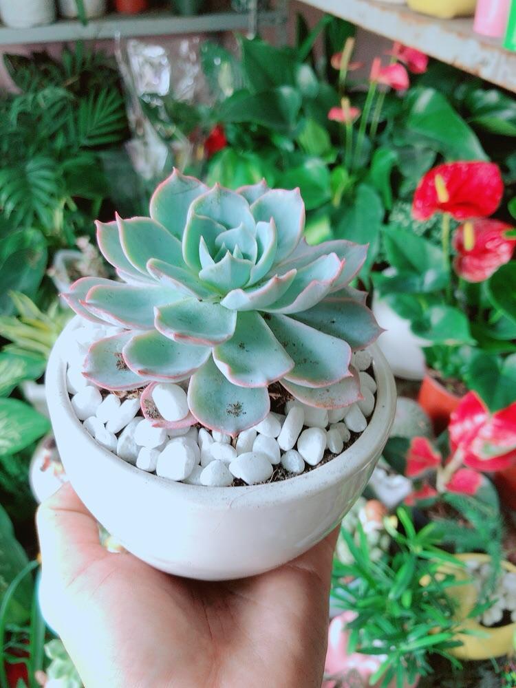 Chậu Sen Đá Hồng Phấn