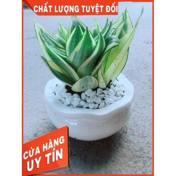 Chậu Lưỡi Hổ Thái