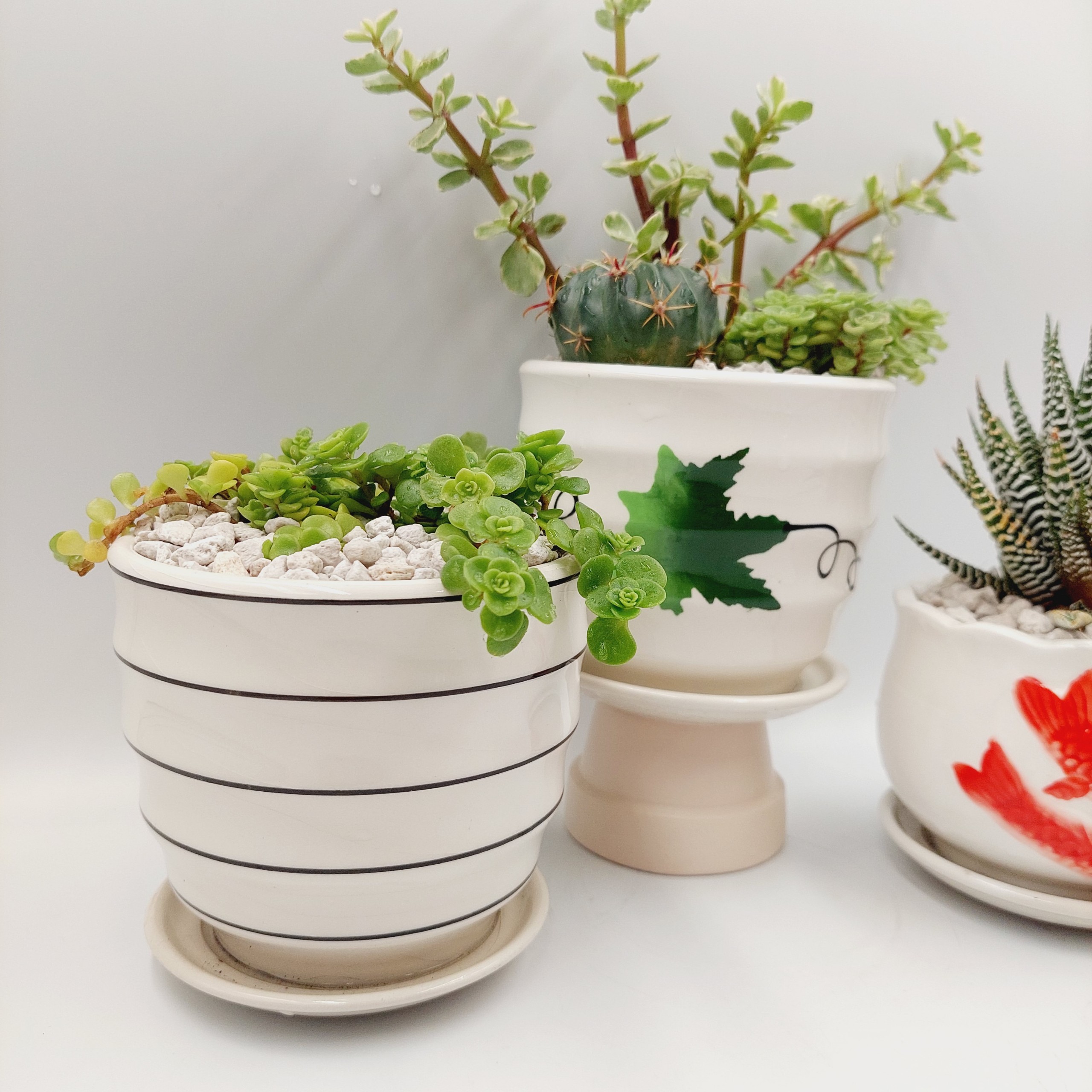 Chậu sứ tráng men size nhỏ, KÈM DĨA, miệng chậu 9-11cm, chiều cao 9-11cm