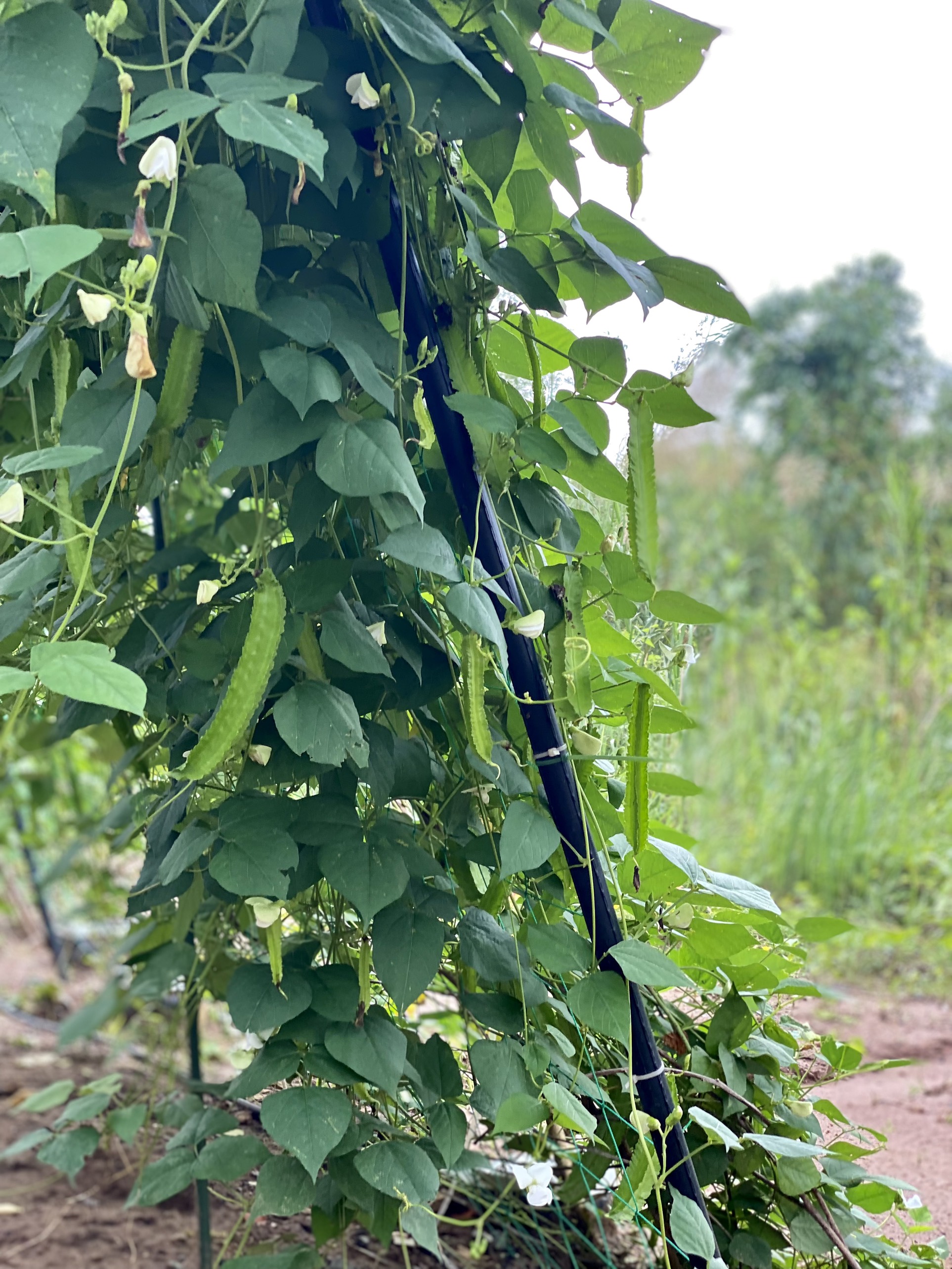 Hạt Giống Đậu Rồng Phú Nông Gói 10 Gram