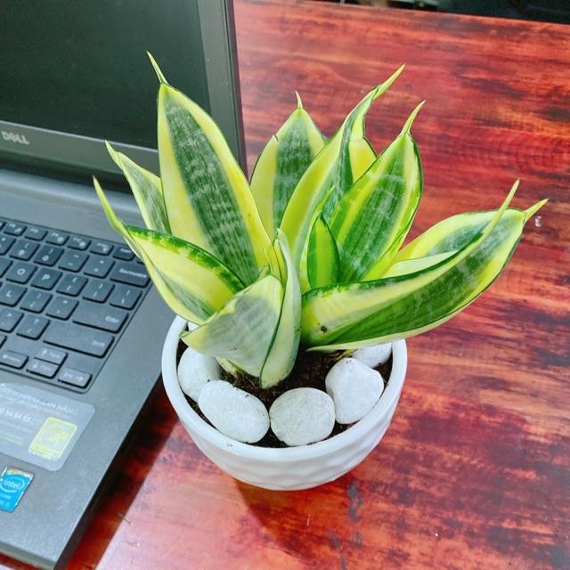 Chậu Lưỡi Hổ Thái Vàng