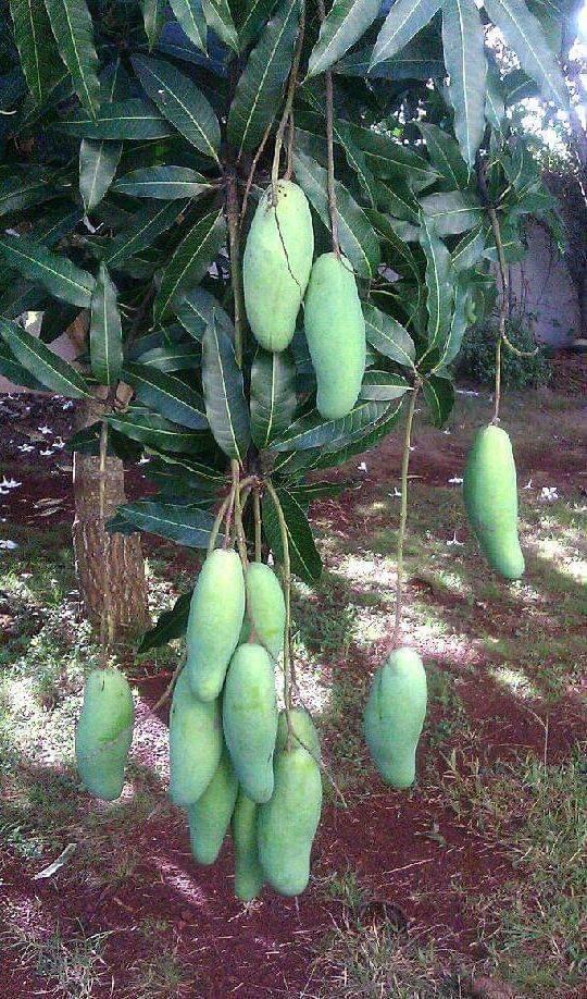 CÂY GIỐNG XOÀI