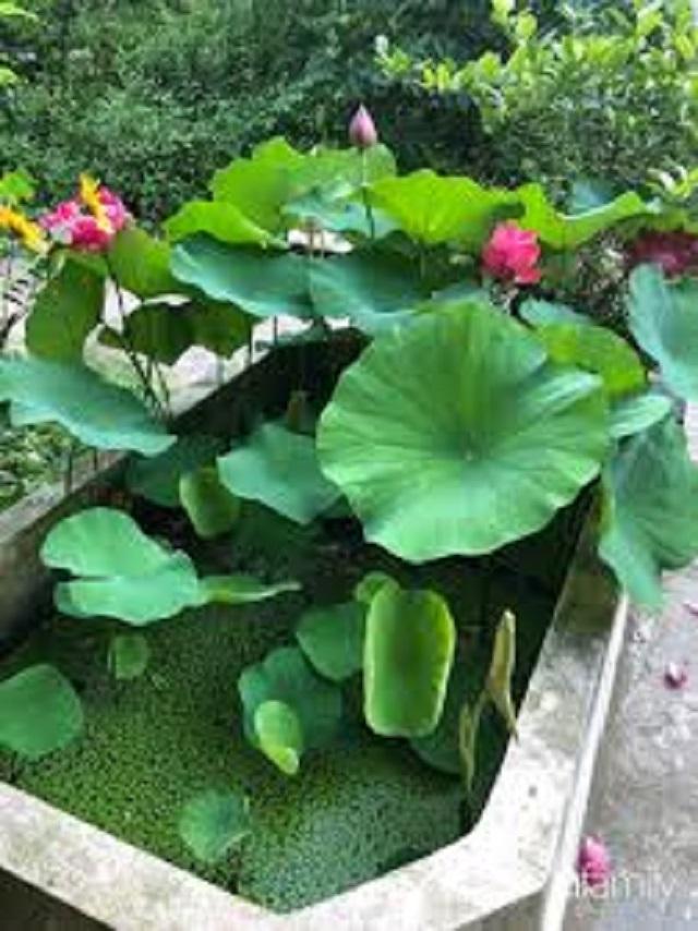 Củ sen cung đình giống