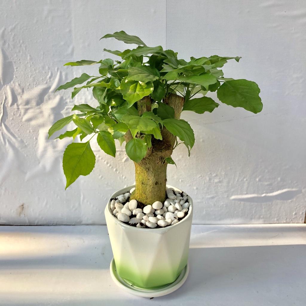 Cây hạnh phúc 1 thân không kèm chậu, Cao 30cm, thích hợp để bàn làm việc