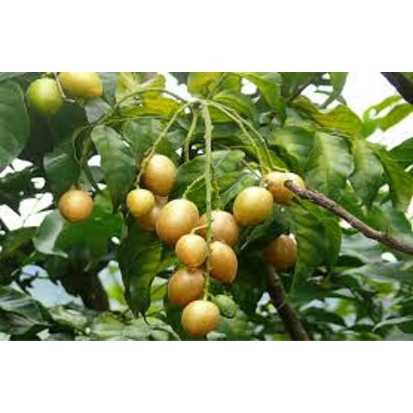 CÂY GIỐNG QUẤT HỒNG BÌ