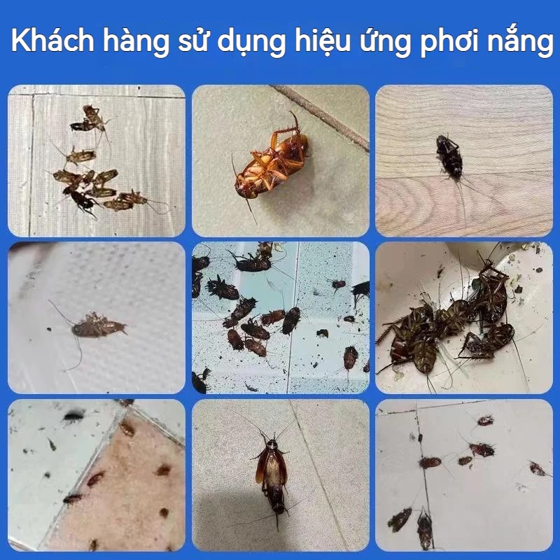 Combo 2 hộp thuốc diệt gián sinh học Housheng, diệt tận gốc tất cả các loại gián, hiệu quả, an toàn.