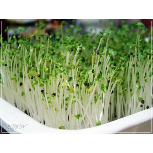 Hạt Giống Mầm Cải Ngọt -1Kg