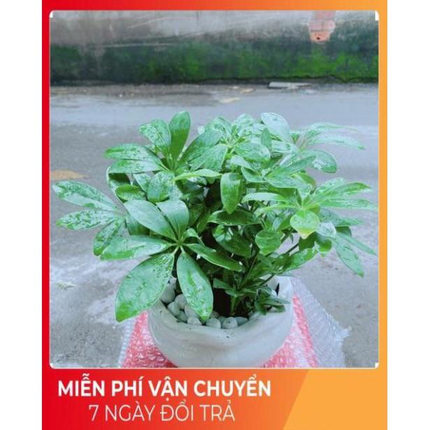 Chậu Cây Ngũ Gia Bì Để Bàn