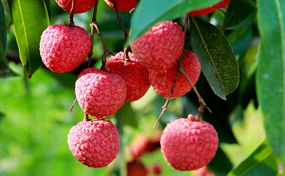 Cây vải thiều, vải thiều ghép chuẩn giống cam kết chất lượng