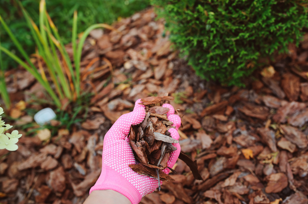 *** Wood chip, chip mulch - tổng kho mảnh gỗ mùn rải sân vườn