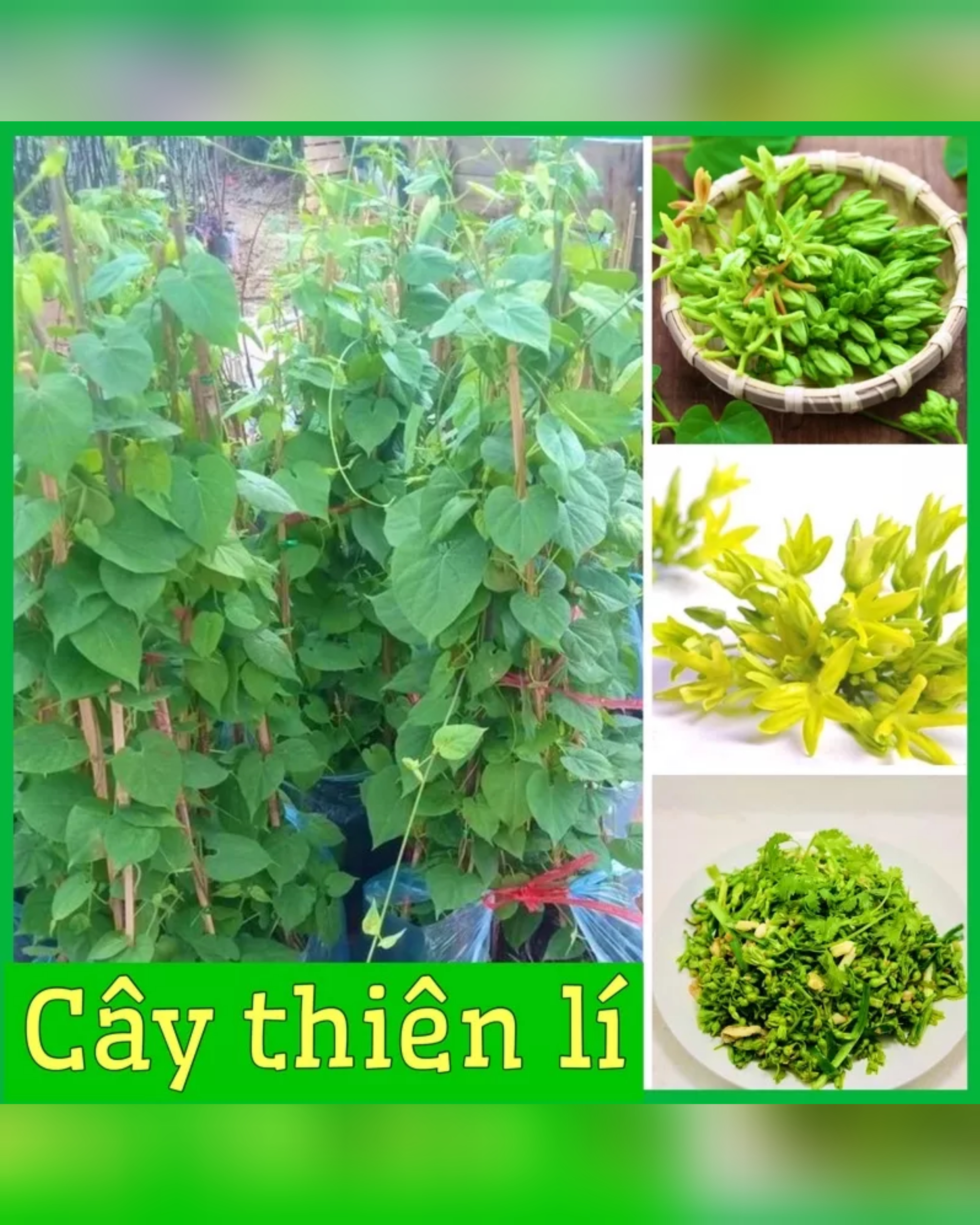 Cây giống hoa thiên lý siêu hoa