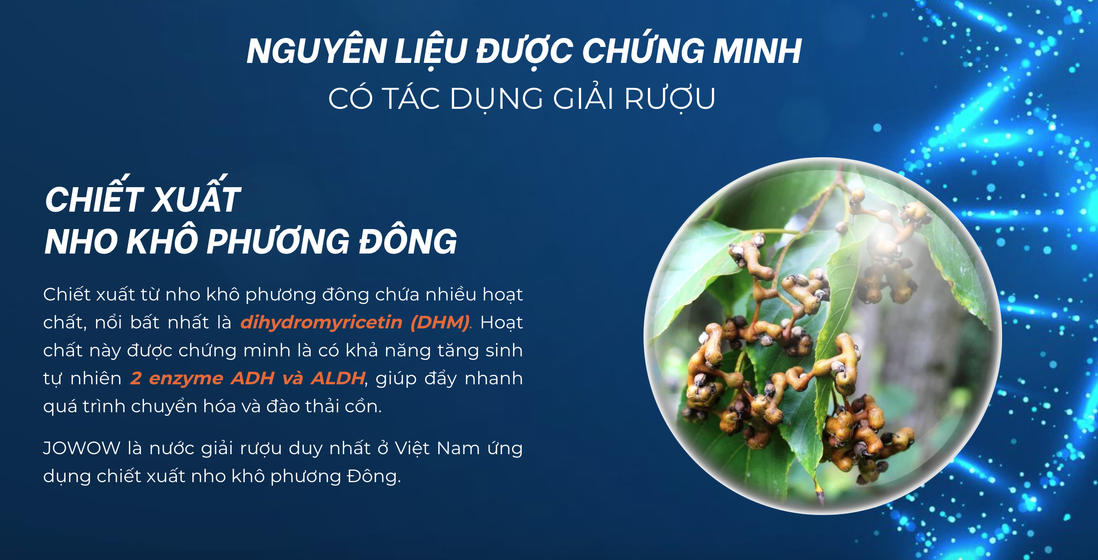 Nước giải rượu, mát gan JOWOW (100ml x 1 Chai)