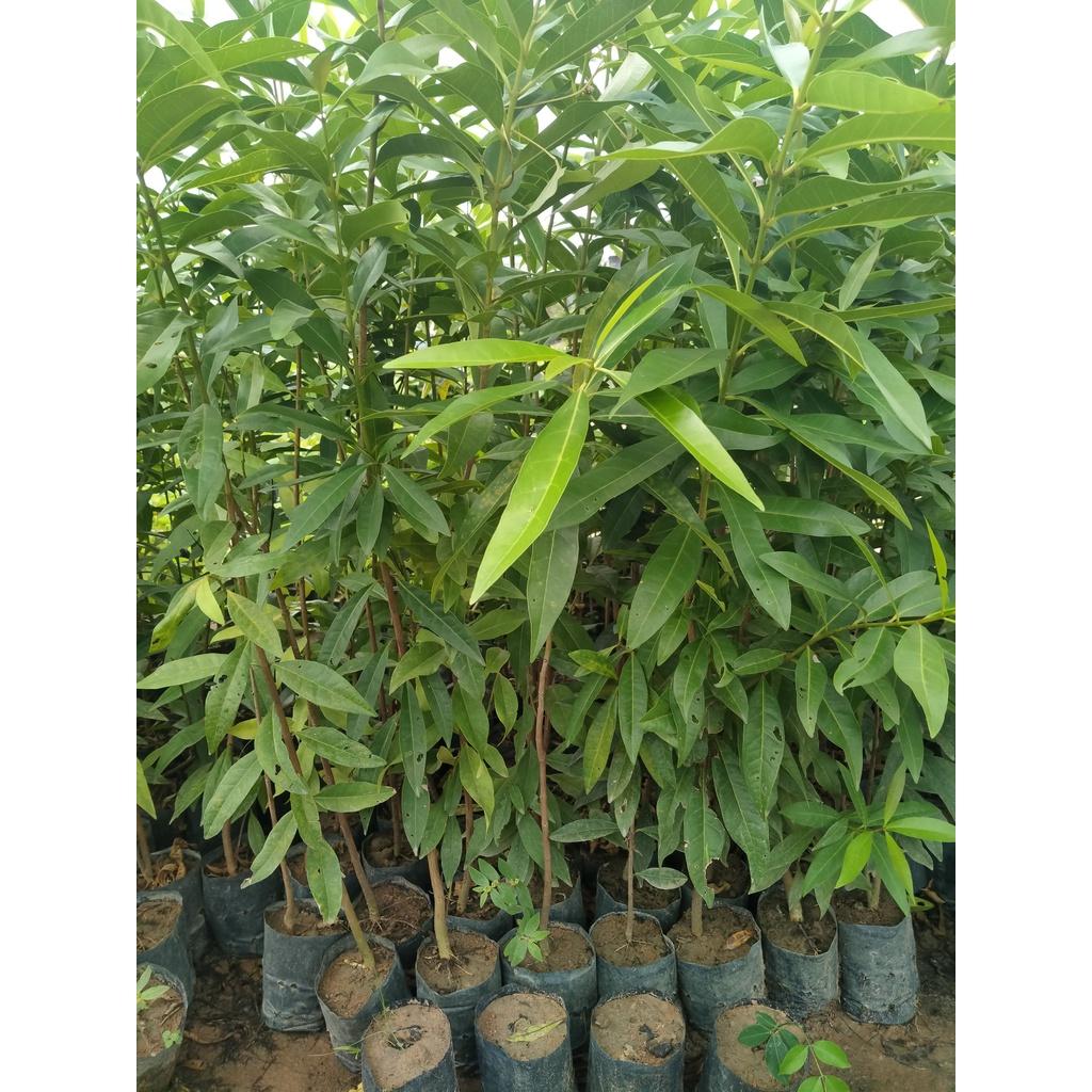 2 Cây vối nếp cao 1m khỏe, đẹp