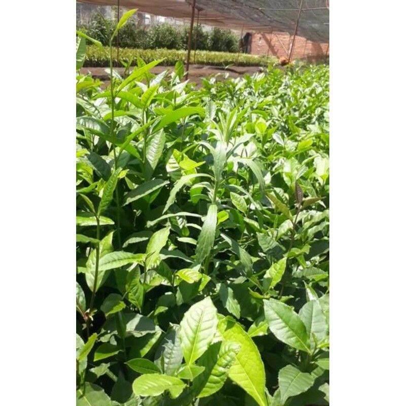 Cây giống trà xanh cây cao trên 35cm, bầu ổn định
