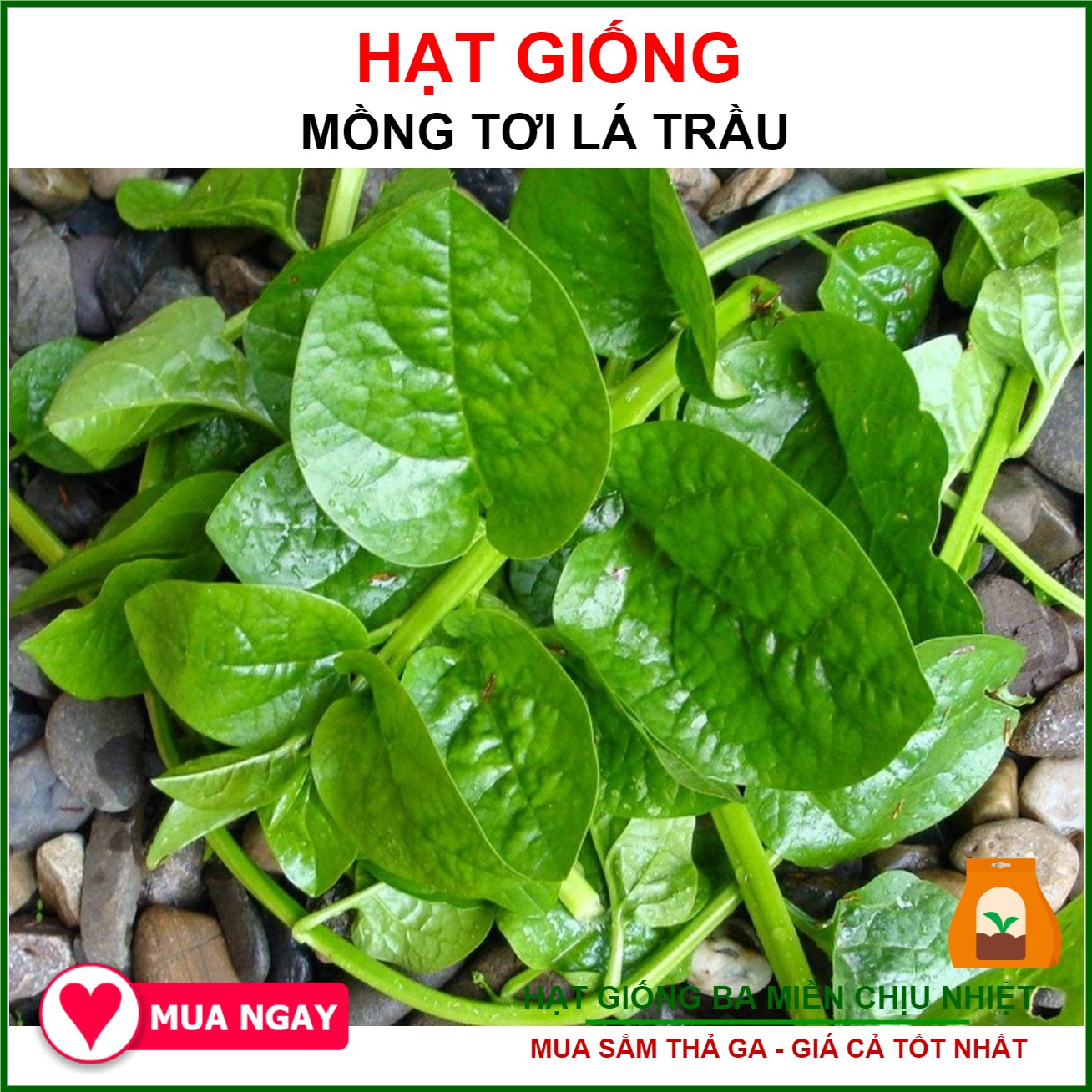 Hạt Giống Rau Mồng Tơi Cao Sản, chất lượng cao