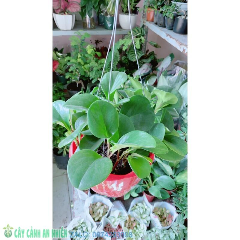 Cây Trường Sinh