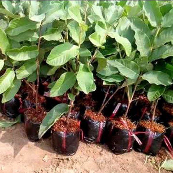 CÂY GIỐNG ỔI KHÔNG HẠT SIÊU NGON SIÊU QUẢ