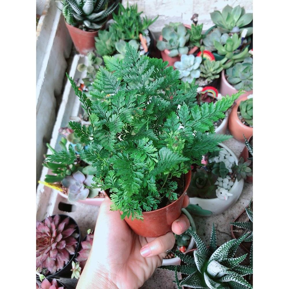 Cây Dương Sỉ Nhật Để Bàn