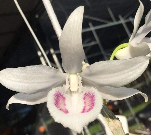 Phi điệp 5 cánh trắng BẢO DUY, phi điệp đột biến Bảo Duy, hàng gieo hạt tách ki mẹ