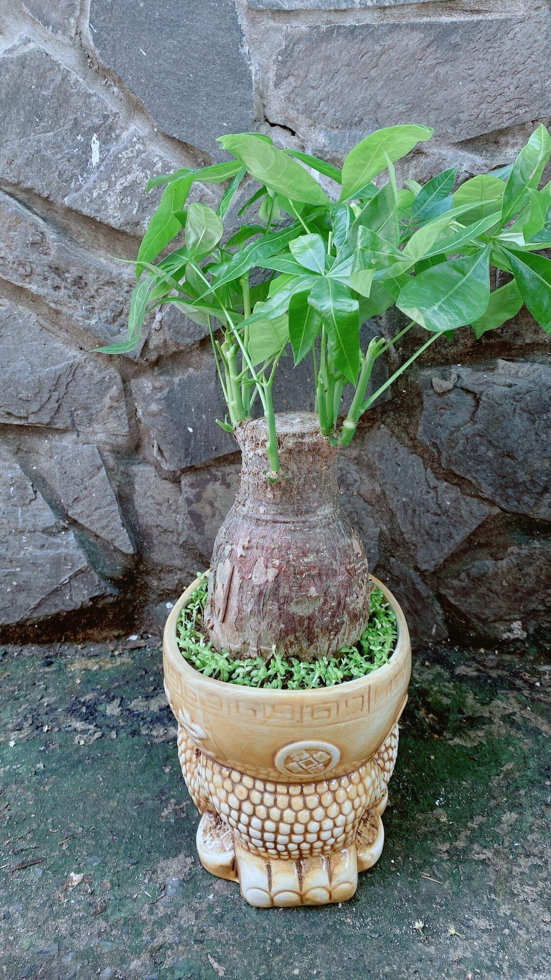 Chậu Cây Kim Ngân Lớn