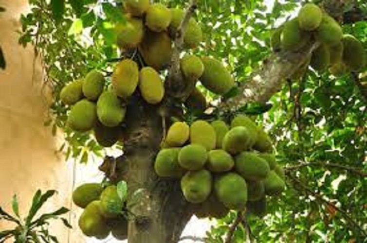 Cây mít nghệ tứ quý giống