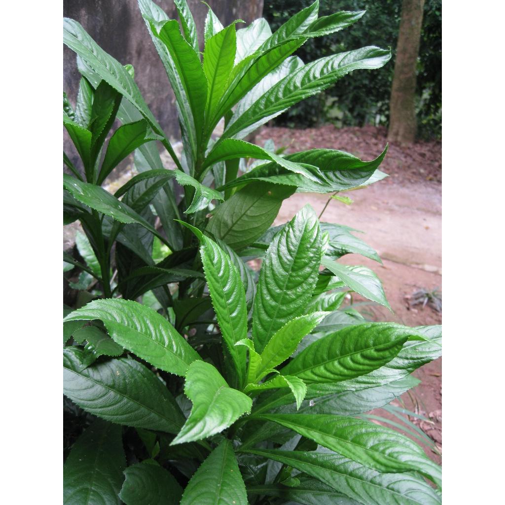 CÂY XƯƠNG SÔNG GIỐNG- cây rau gia vị