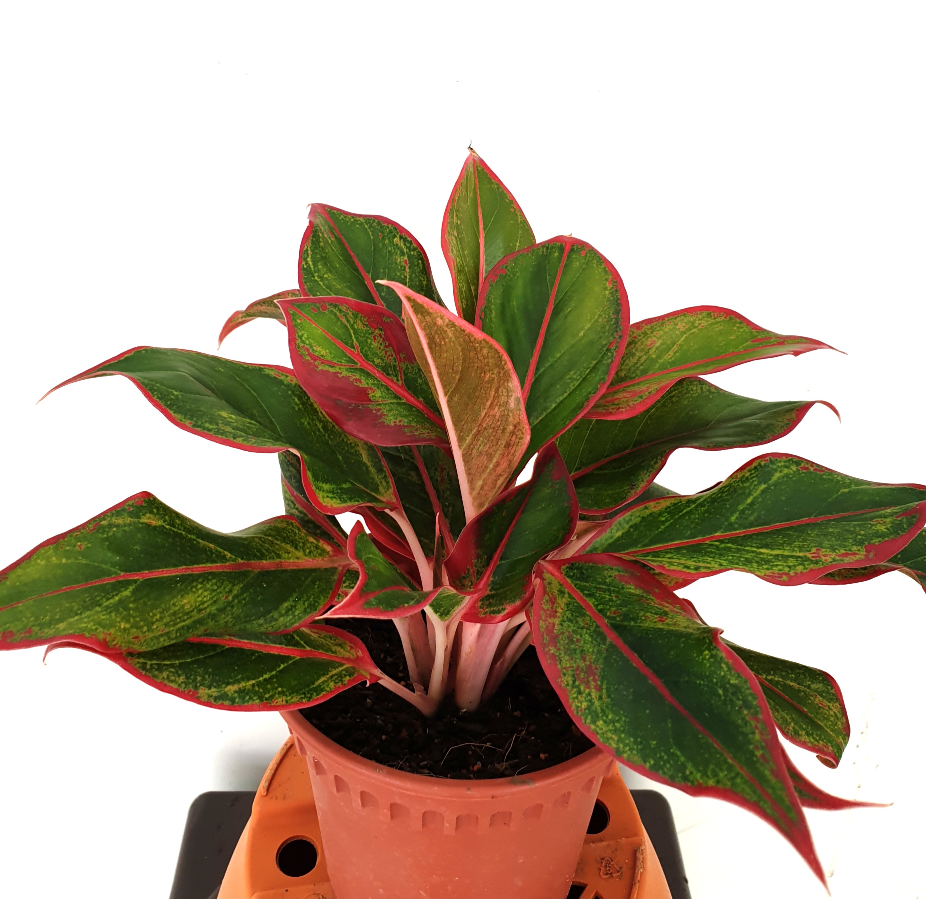 Cây giống phú quý Aglaonema hybrid 'Crete' Mầm Xinh