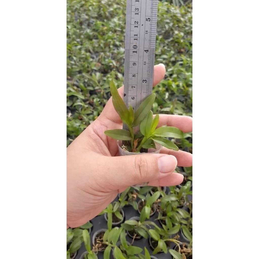Hoa phong lan - 5ct gieo hạt