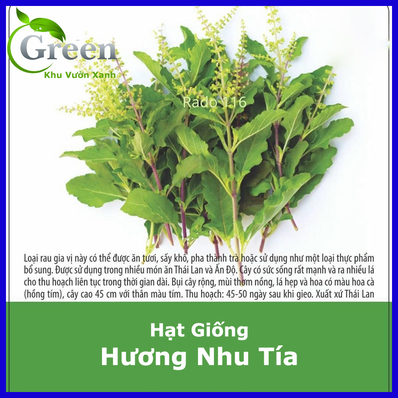 Hạt Giống Hương Nhu Tía Thái Lan