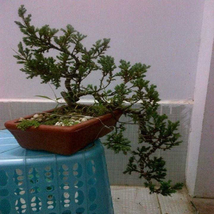CÂY TÙNG XÀ BONSAI - CÂY THỦY TÙNG - NGỌA TÙNG SIÊU ĐẸP