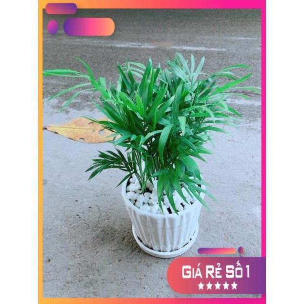 Chậu Cây Cau Tiểu Trâm