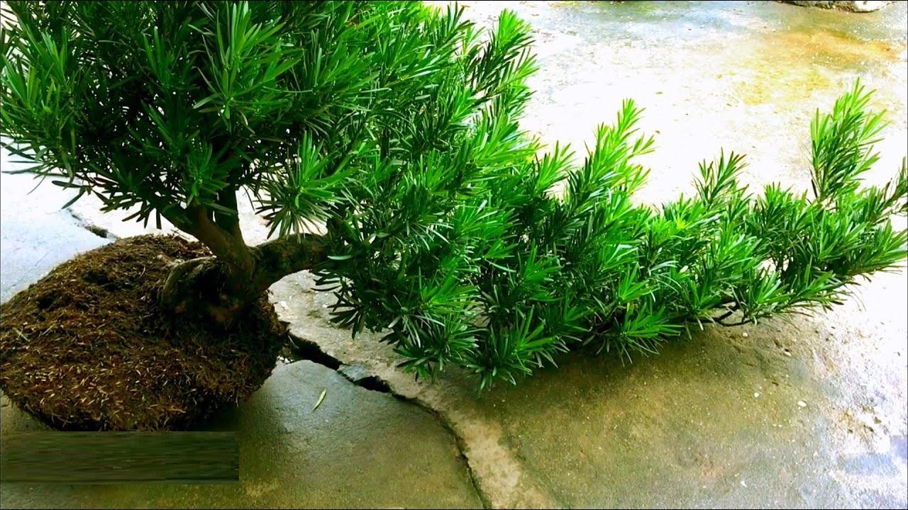 Cây TÙNG LA HÁN giống, cây cao 30-40 cm, bầu lớn, cây khỏe xanh, CÁCH TẠO THẾ BONSAI