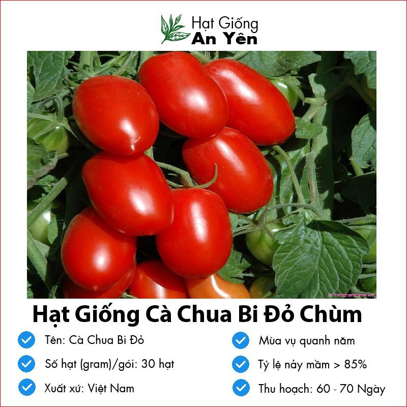 Hạt giống Cà Chua Bi Cao Sản thu hoạch sớm, dễ trồng, nảy mầm cao, sinh trưởng khoẻ
