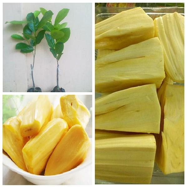 Cây giống MÍT KHÔNG HẠT siêu quả - cây giống chuẩn F1