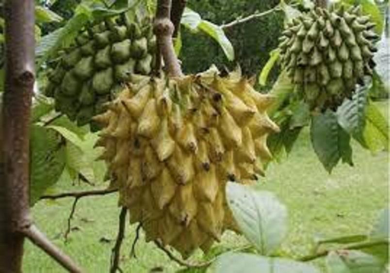 CÂY NA NAM MỸ