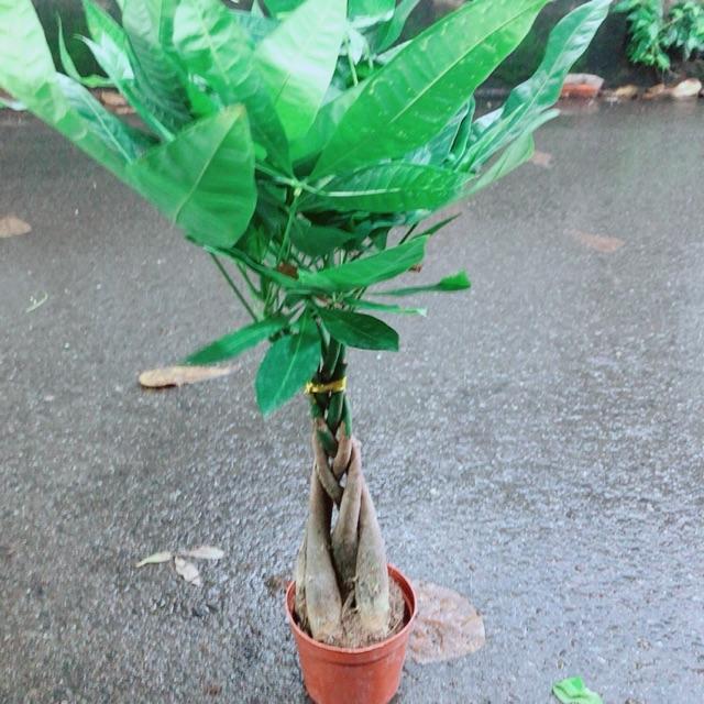 Kim Ngân 5 Thân Thắt Bính