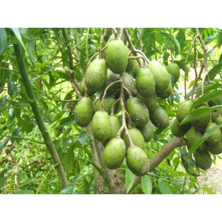 Cây cóc thái lan