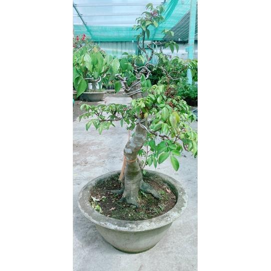 Chậu Khế Bonsai Lớn