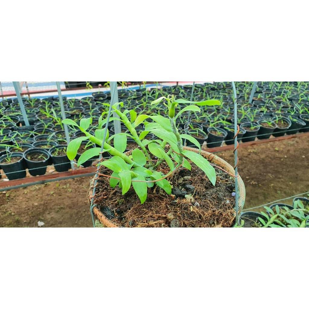 Lan Phi điệp 5 CÁNH HỒNG THIÊN LÔI