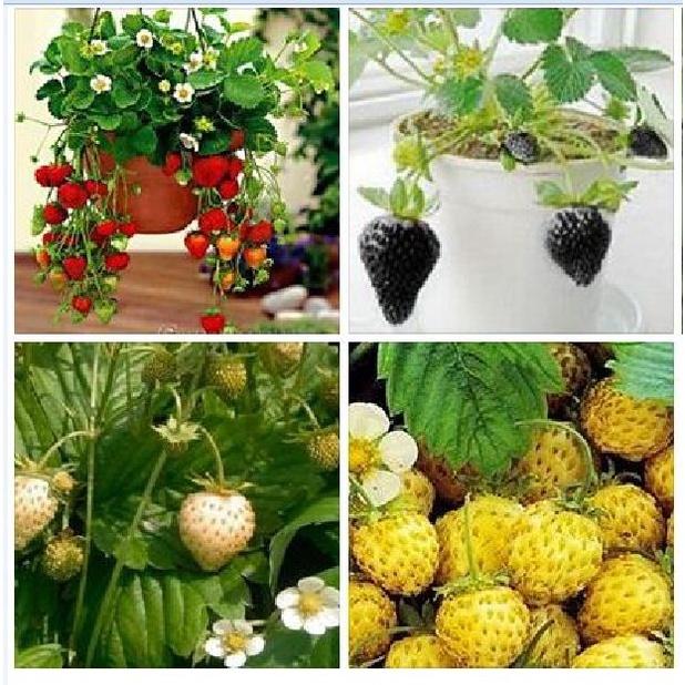Combo 4 gói hạt giống dâu tây các loại-gói 100 hạt-tặng kèm gói kích mầm