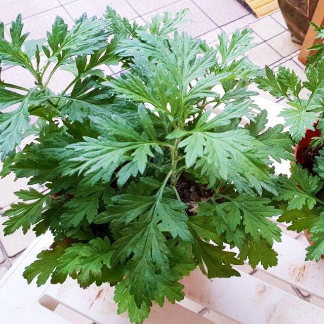 1kg cây ngải cứu tươi sạch hàng tuyển chọn loại 1, cây nhà trồng
