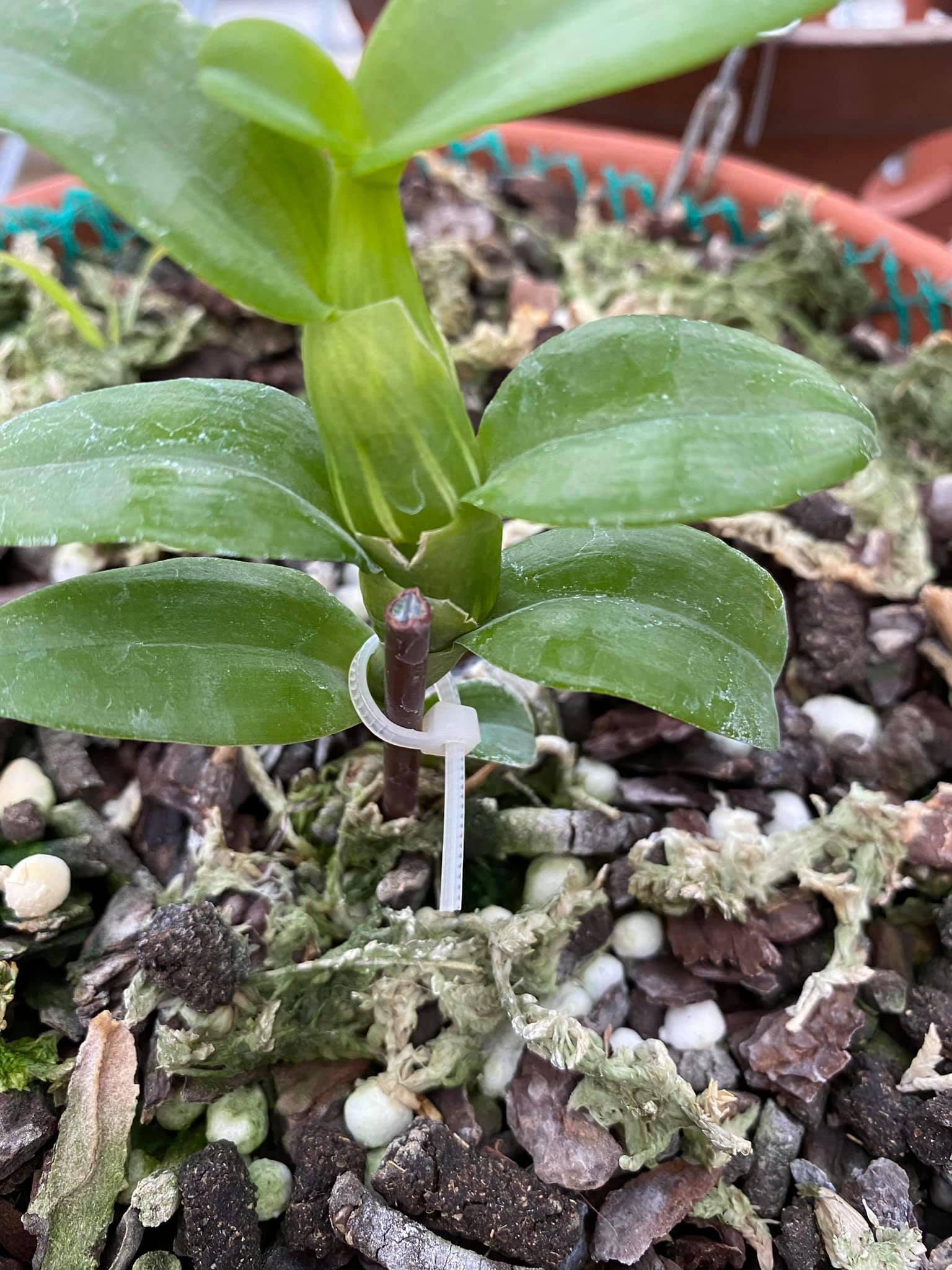 LAN PHI ĐIỆP ĐỎ CÁNH MAI