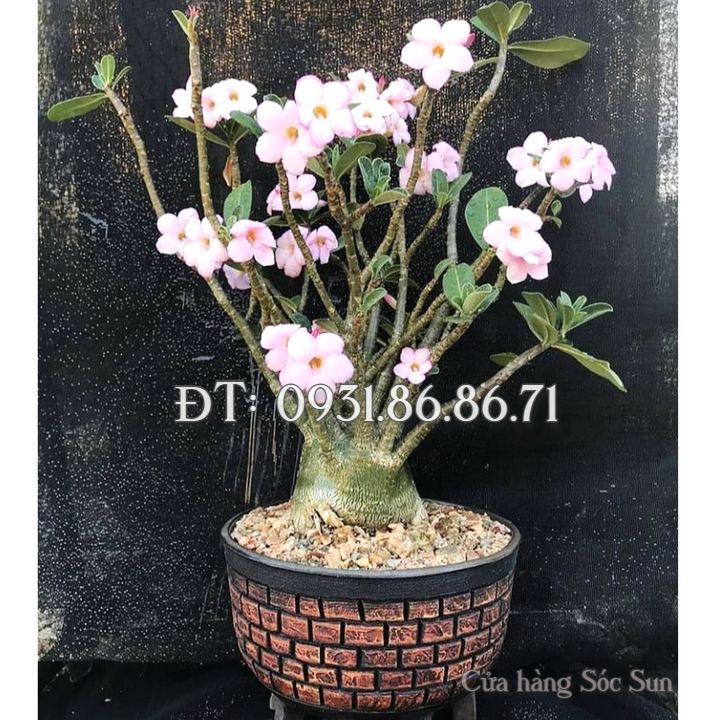 Hạt giống hoa sứ kép 5 cánh màu hồng – Bịch 10 hạt – Mã số 1798