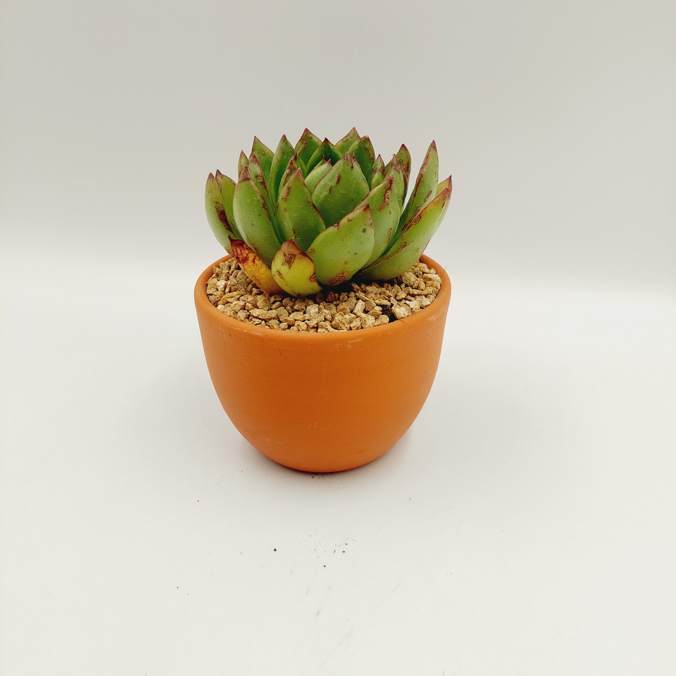 Chậu đất nung, chậu sen đá - Trứng nhỏ 957, miệng chậu 9.5cm, chiều cao 7cm