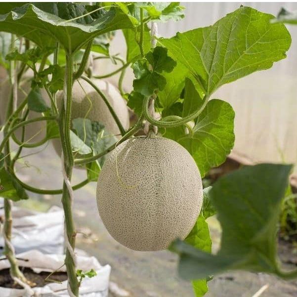 Hạt giống Dưa Lưới gói 10 hạt - Trồng quanh năm