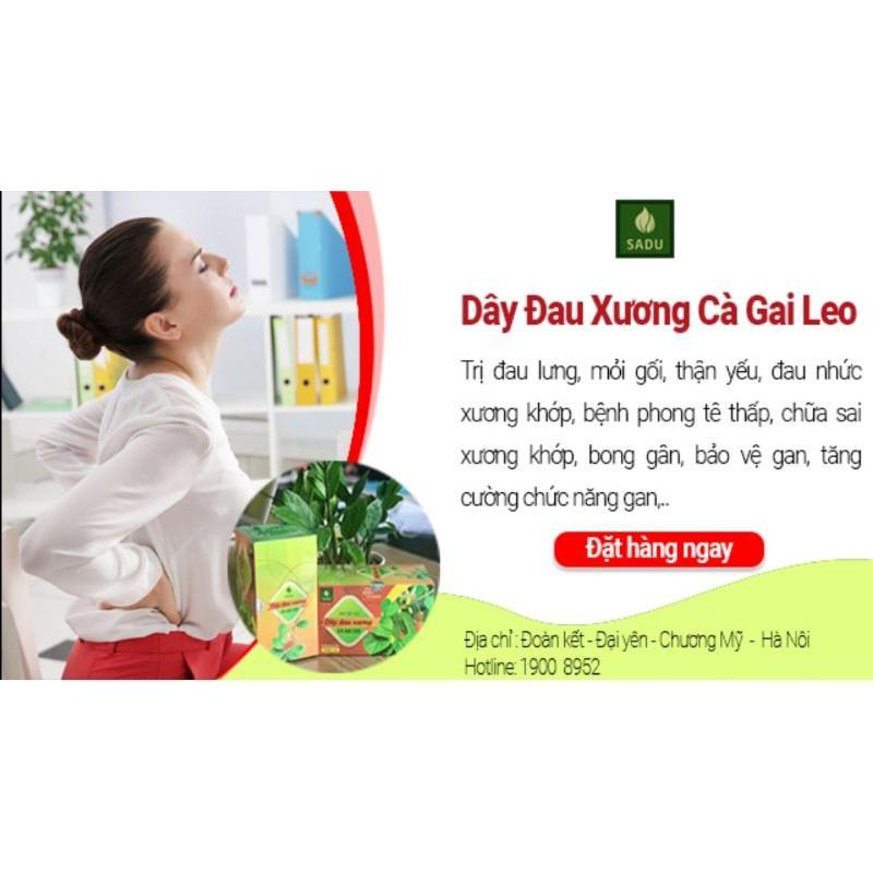 Trà túi lọc Dây Đau Xương Cà Gai Leo Sadu (50 túi lọc)