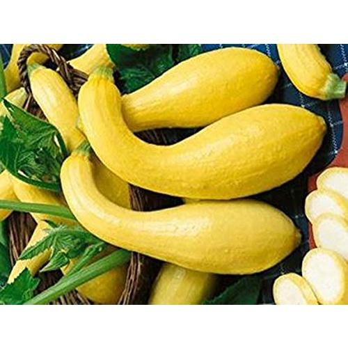 Hạt giống bí thiên nga F1 KNS338 - Gói 5 hạt