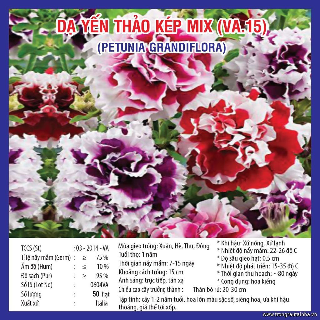 Hạt Giống Hoa Dạ Yến Thảo cánh kép nhiều màu -30 hạt