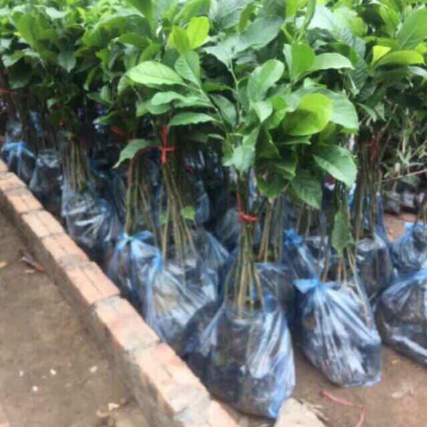 Cây dổi ghép